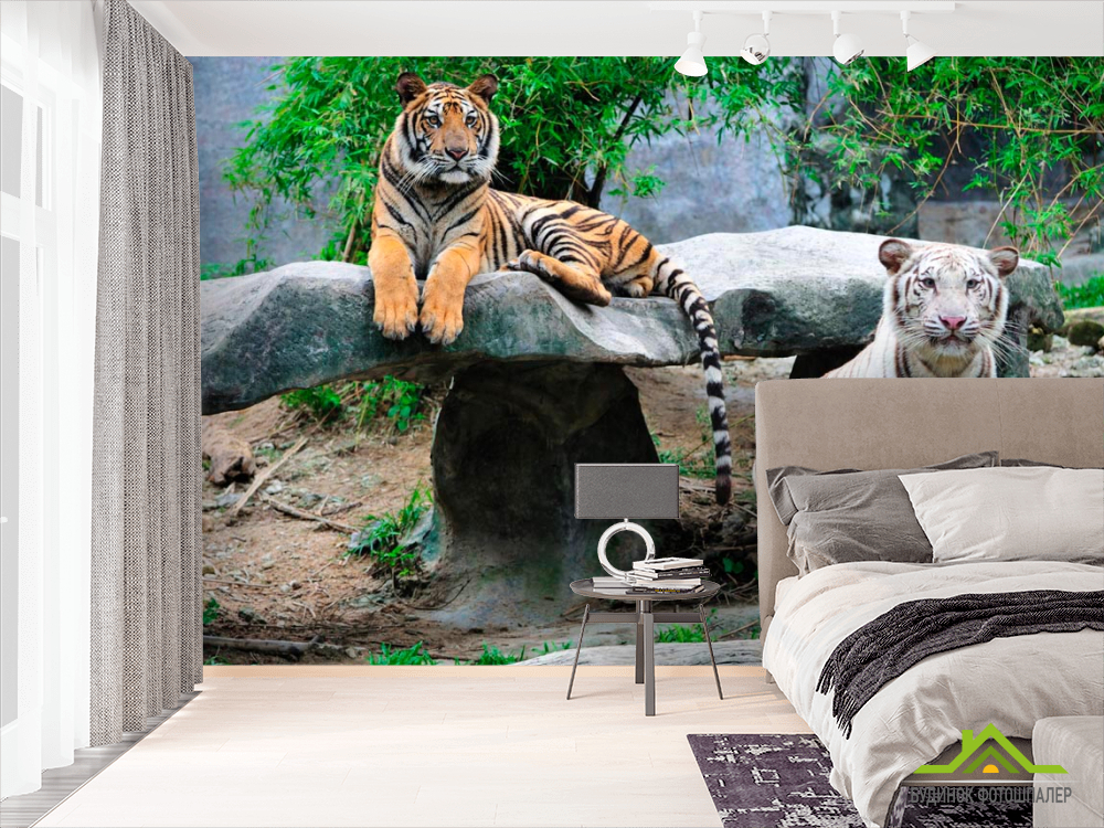 Фотошпалери Допитливі тигри