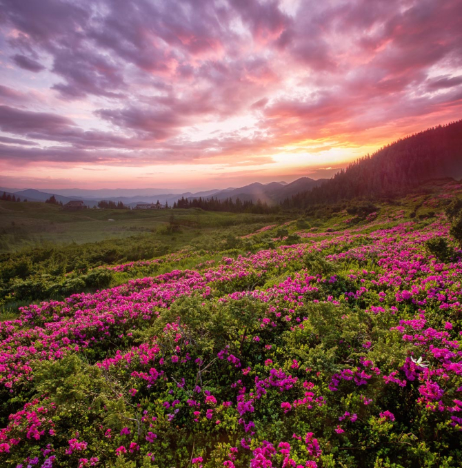 Фотообои закат над сиреневыми цветами