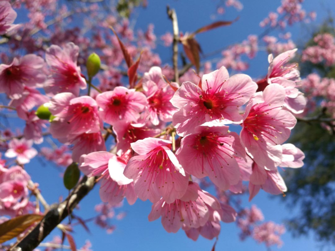 Фотошпалери сакура
