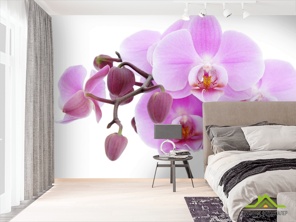 Фотошпалери бузкова орхідея