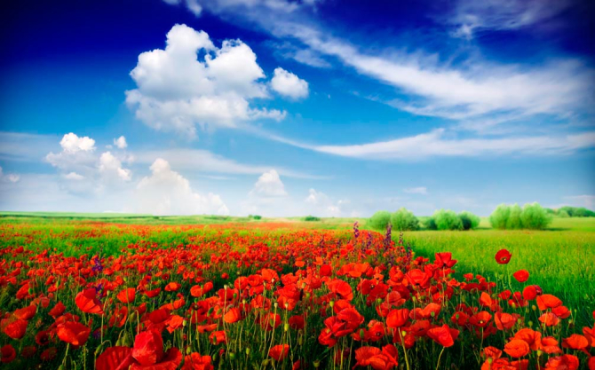 Фотошпалери Макове поле