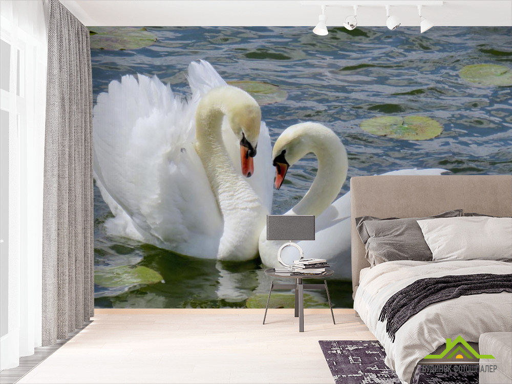 Фотошпалери два лебедя