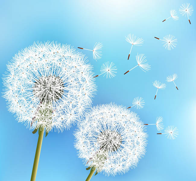 Фотошпалери кульбаби