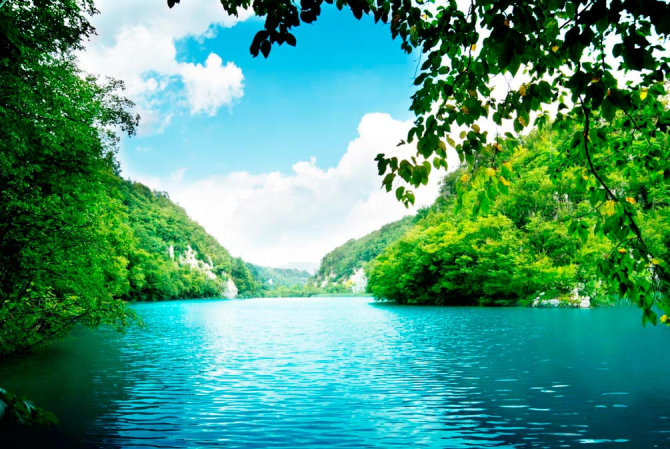 Фотошпалери Лісова казка