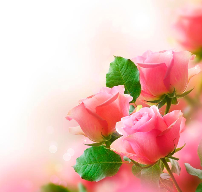 Фотообои Нежные розовые бутоны