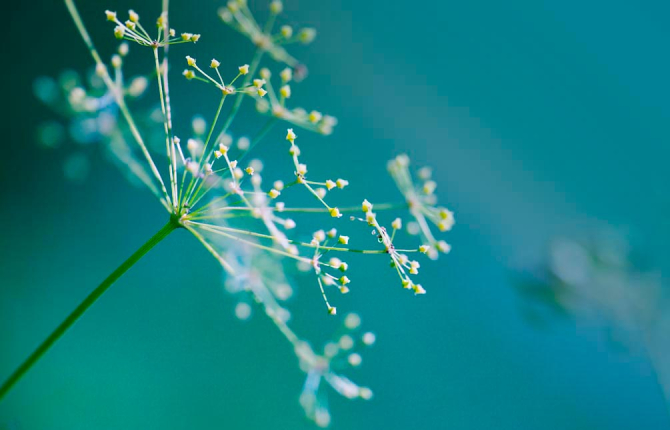 Фотообои веток-метелка