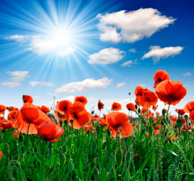 Фотошпалери Маки під палючим сонцем