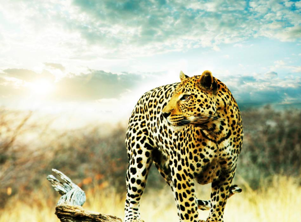 выбрать Фотообои Наблюдающий гепард Фотообои Гепарды на стену