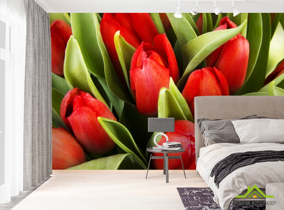 выбрать Фотошпалери червоні тюльпани  на стіну