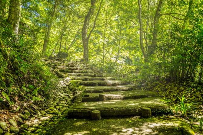 Фотообои деревянные ступеньки в лесу