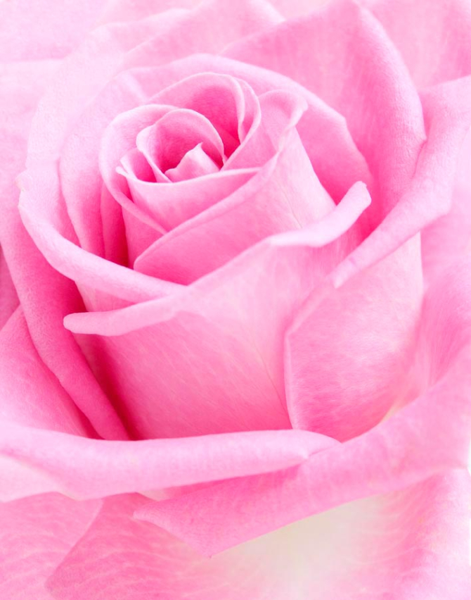 Фотошпалери Макро-зйомка троянди