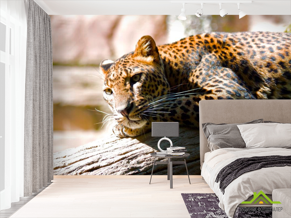 Фотообои Мечтающий гепард