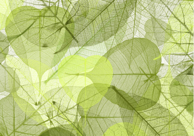 Фотообои листики