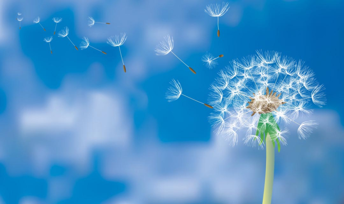 Фотошпалери Кульбаба на синьому тлі