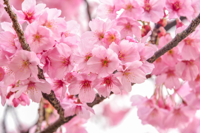 Фотошпалери дві гілки сакури