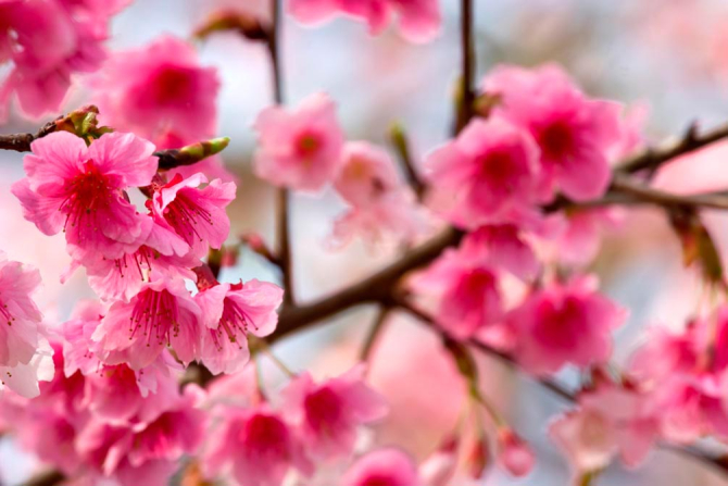 Фотошпалери Дерево з рожевими ветами