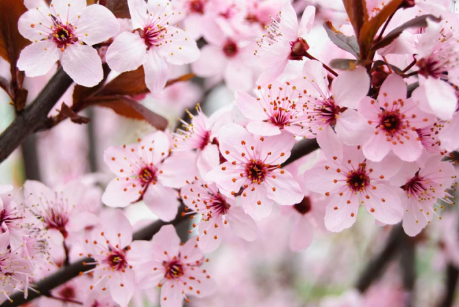 Фотошпалери Квітуче деревце навесні