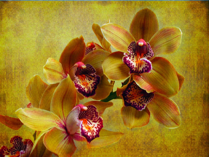 Фотошпалери Зелені квіти