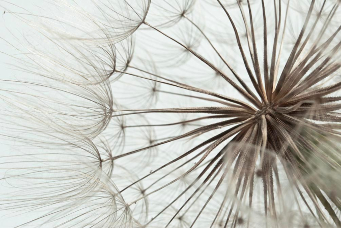 Фотообои Одуванчики крупный план