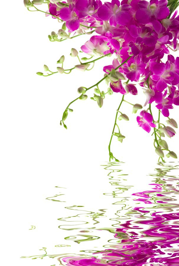 Фотообои Малиновые цветочки