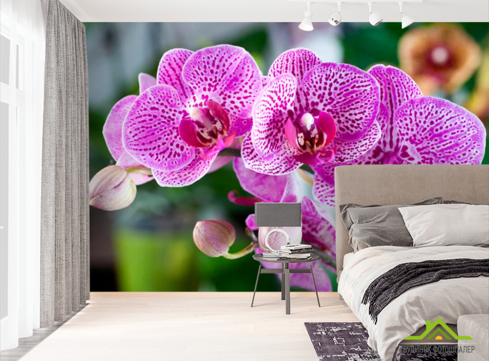 выбрать Фотообои Орхидеи в розовую крапинку Фотообои Орхидеи на стену