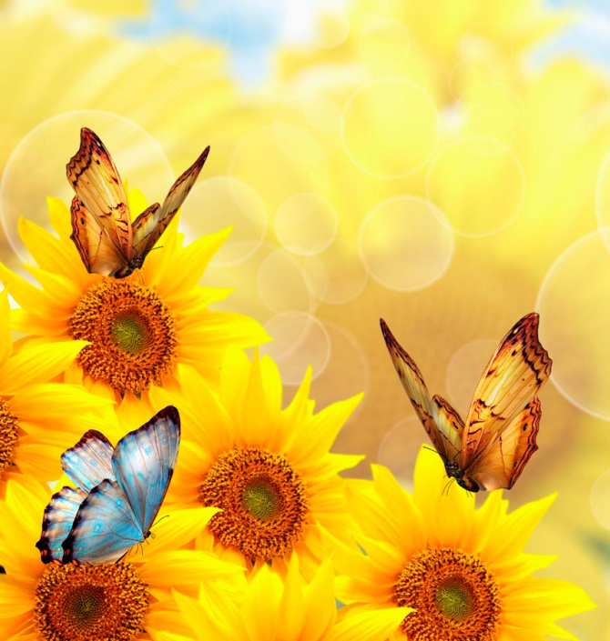 Фотообои Родсолнухи большие