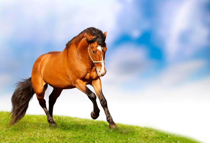 Фотообои Гарцующий конь