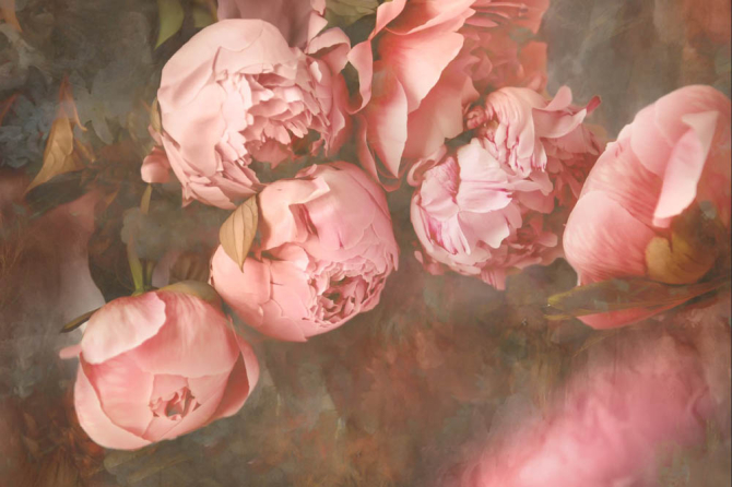 Фотошпалери Рожеві півонії