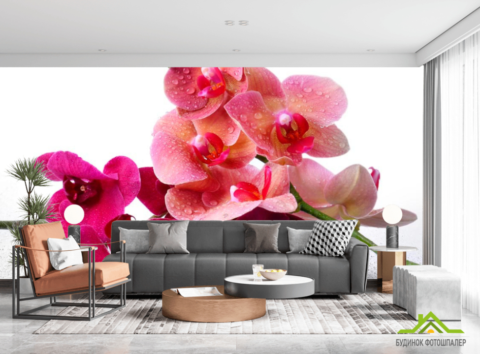 выбрать Фотообои Орхидея Фотообои Орхидеи на стену