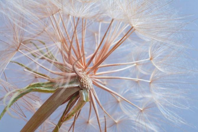 Фотообои Отцвевший одуванчик