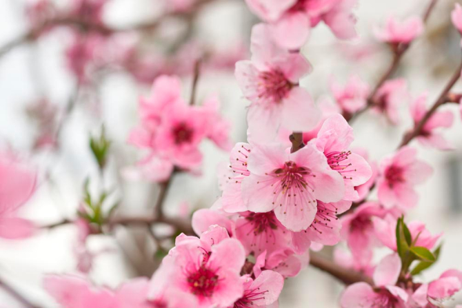 Фотошпалери Вишневі квіти навесні