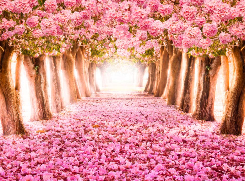 выбрать Фотошпалери Дерева Фотообої на кухню на стіну