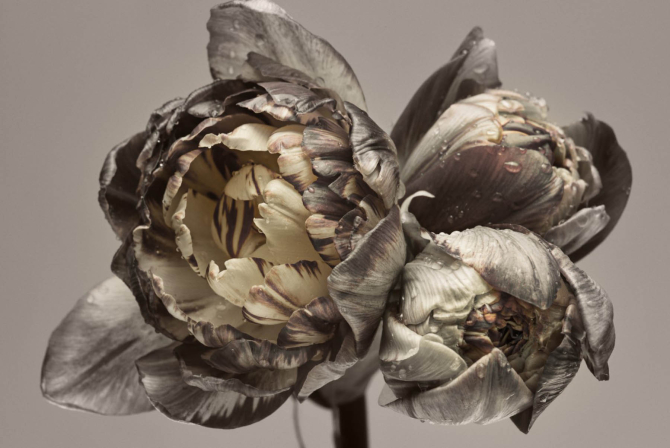 Фотообои Винтажные пионы