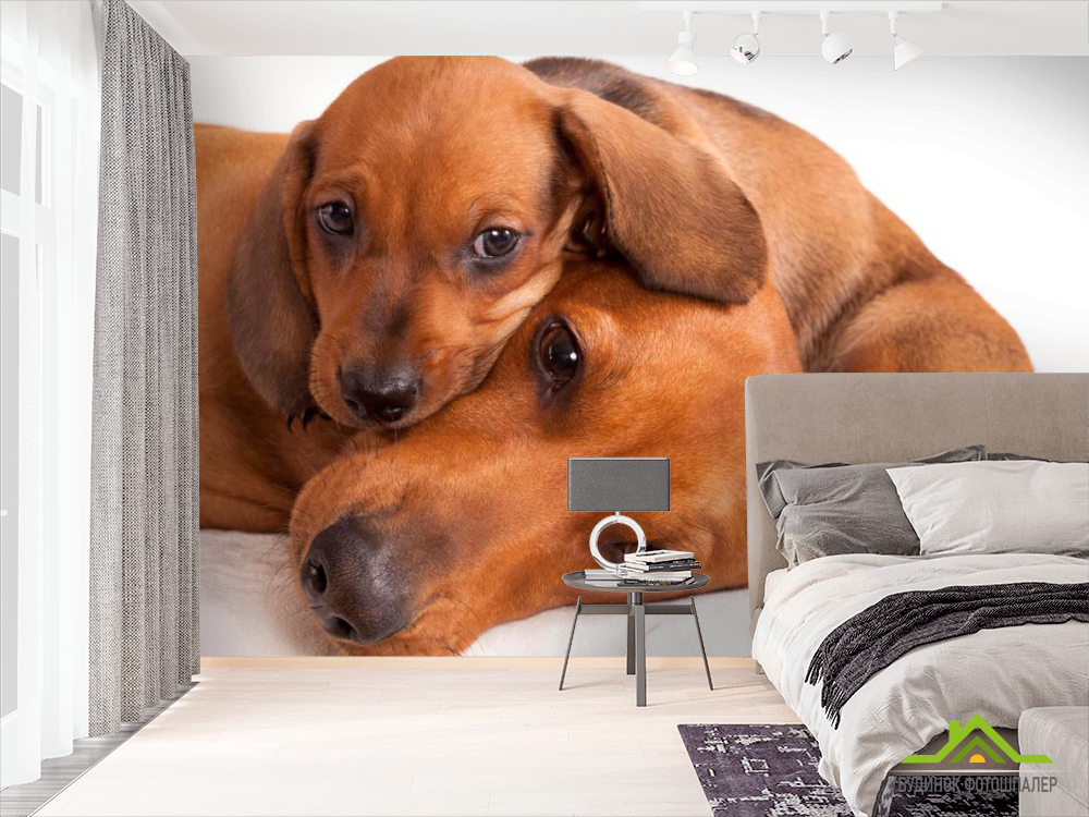 Фотообои Щенок с матерью