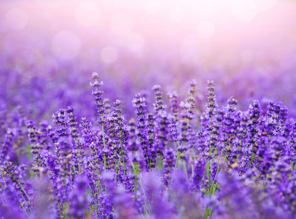 выбрать Фотошпалери Лавандове поле Фотообої по стилю на стіну