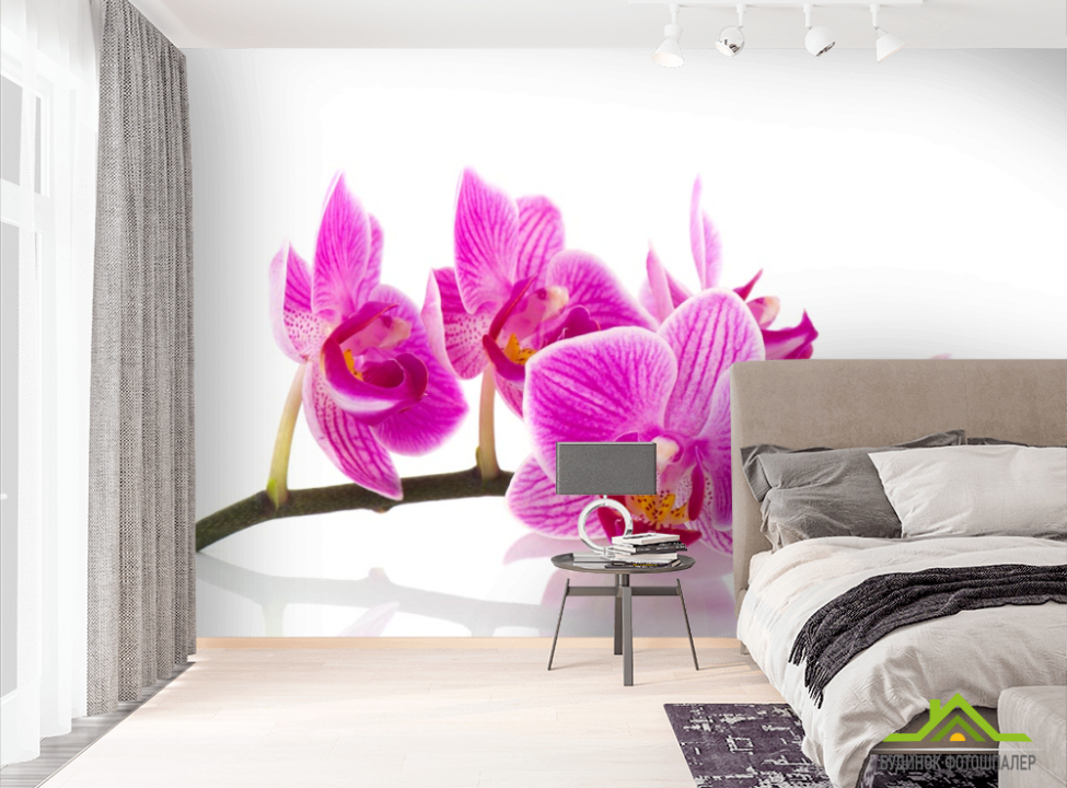 выбрать Фотообои розовая орхидея на белом фоне Фотообои Цветы на стену