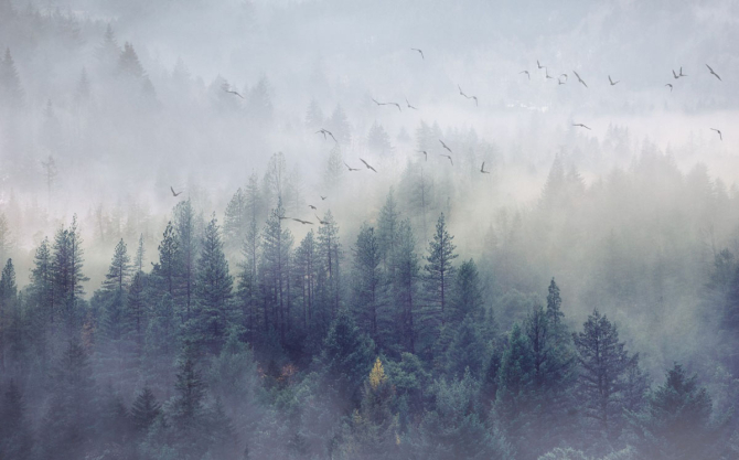 Фотообои лес, туман