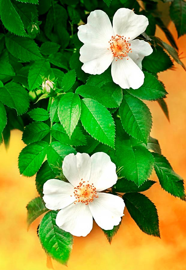 Фотообои Цветущий шиповник