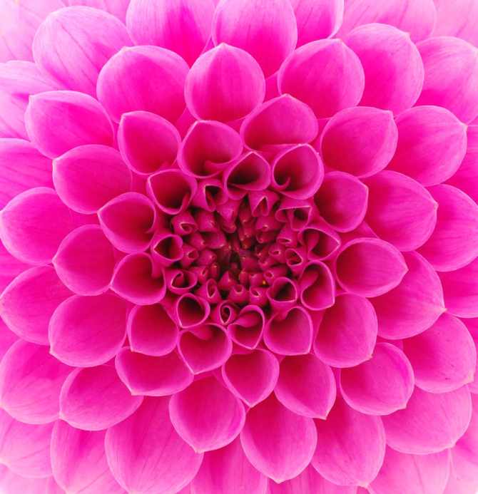 Фотообои Сотовый цветок малиновый