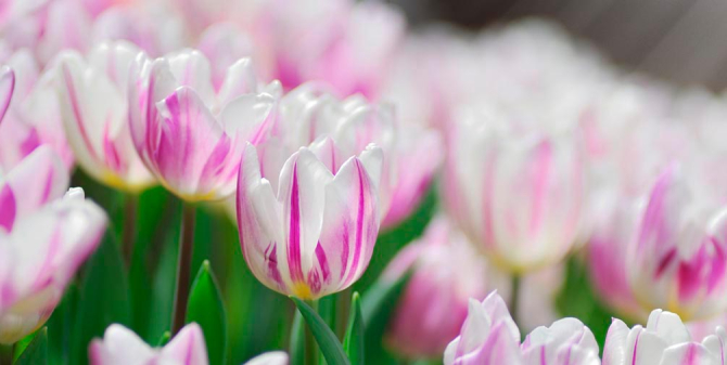 Фотообои Сиренево-белые подснежники