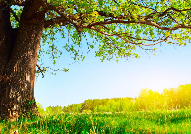 Фотошпалери Старе дерево