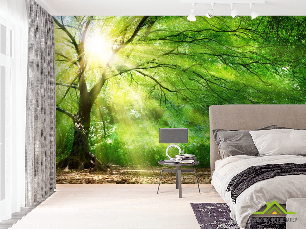 Фотошпалери сонце крізь крону