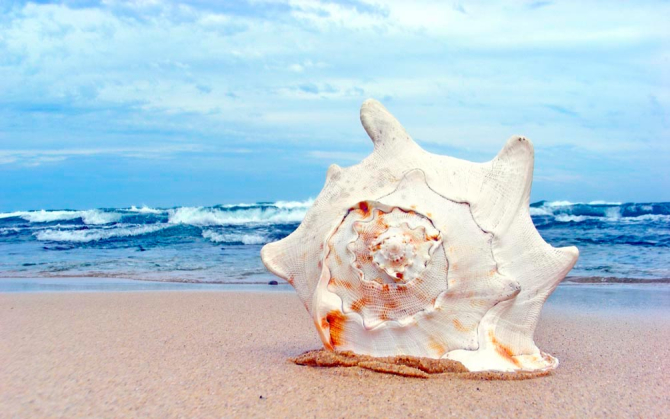 Фотообои Ракушки на фоне моря