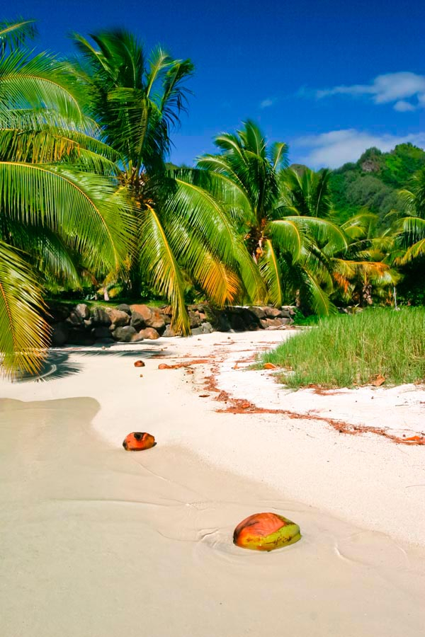 Фотошпалери Кокоси на пляжі