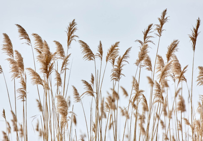 Фотошпалери сухоцвіти колоски