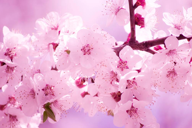 Фотообои Цветение персика весной