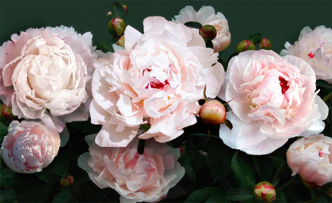 Фотошпалери Півонії