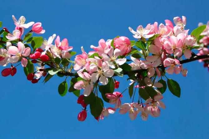 Фотообои Черешня цветущая