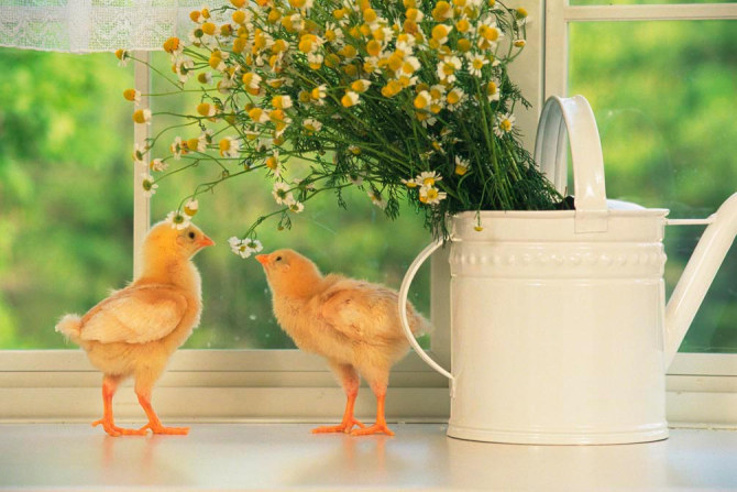 Фотообои Два цыпленка