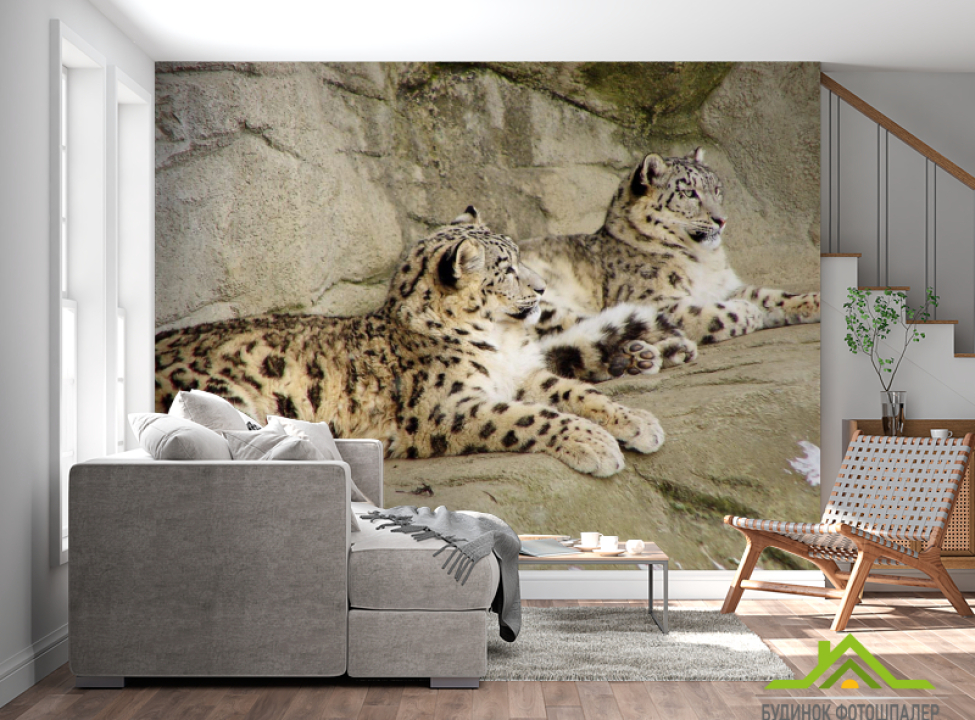 выбрать Фотообои Снежные барсы Фотообои Барсы на стену